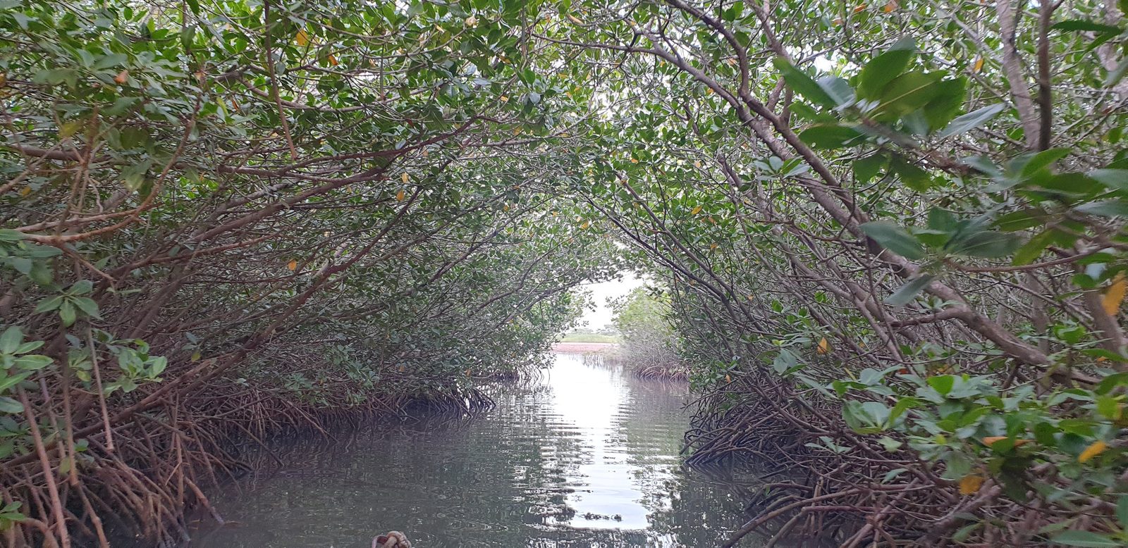 Chenal bordé de mangrove