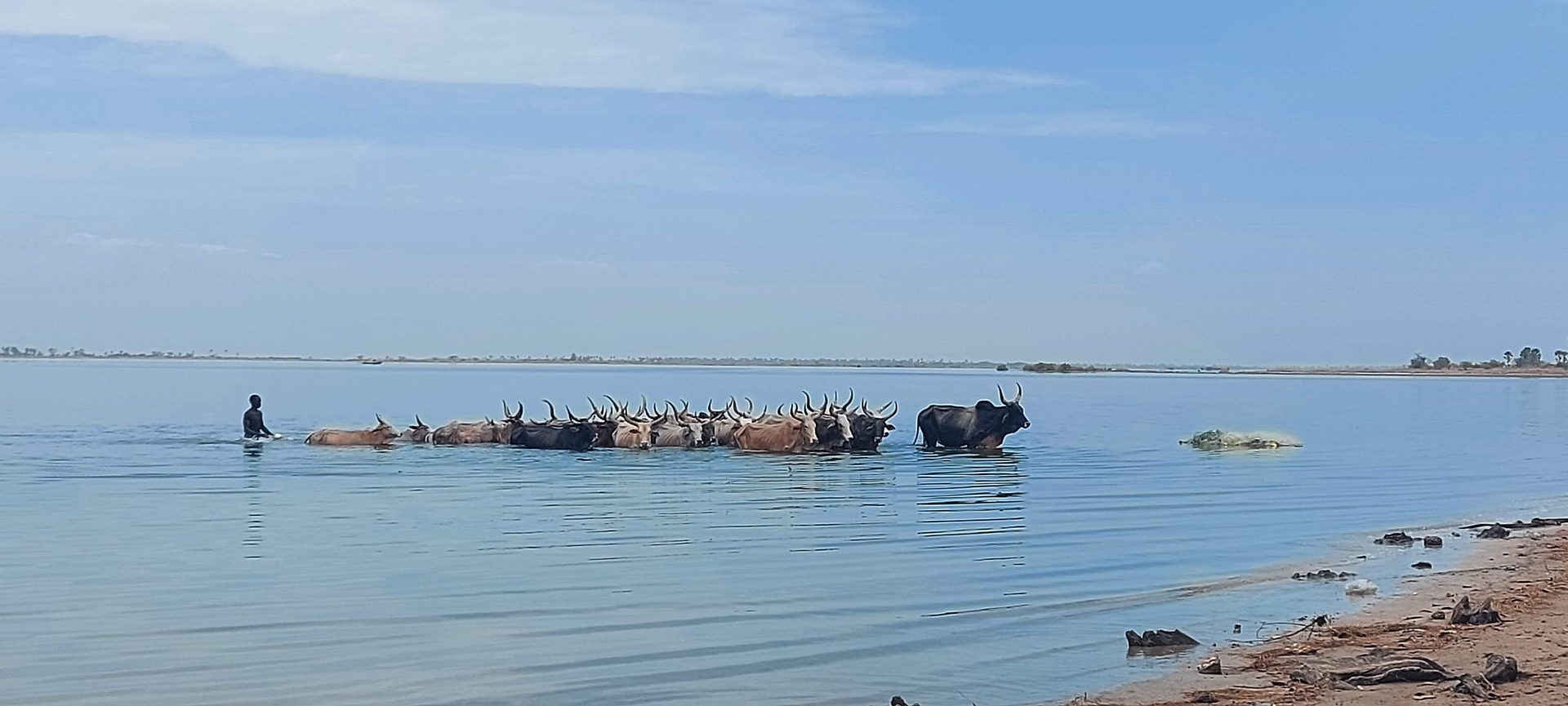 Troupeau de zébus sortant de l’eau, guidé par son berger